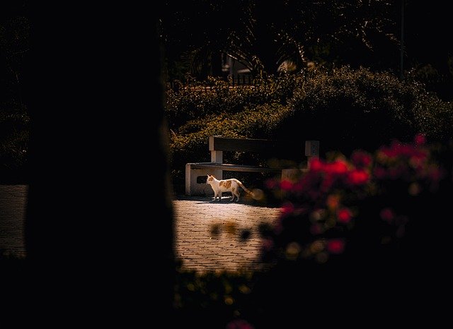 科威特工作签证与雇主担保转永居及入籍完整路径指南