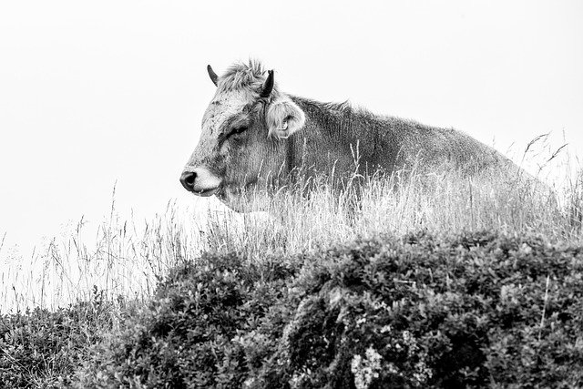 搞清维也纳红白红卡与关键人才签证:申请全流程各节点条件解读