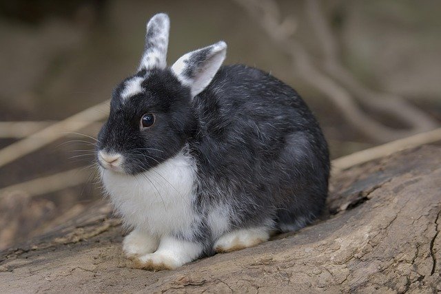 奥地利投资移民与配额申请：审批全节点条件解读及学签工签衔接指南
