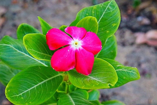 卡塔尔留学与工作衔接:区域项目选择的利弊与高净值群体适配指南