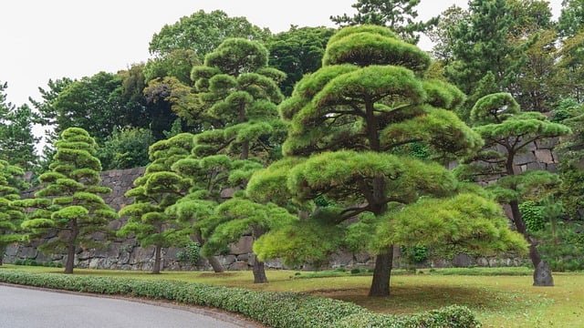 日本经营管理签证续签与永住审批时效：3个真实案例里的避坑策略