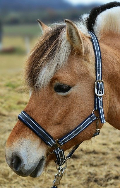 挪威创业与自雇居留办理全攻略：从筹备到获批的合规路径与风险规避