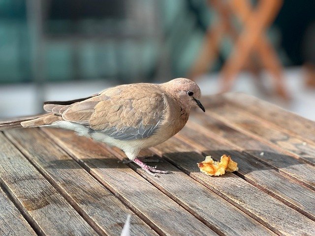 科威特投资与商业居留如何高效获批？核心条件拆解与省时策略