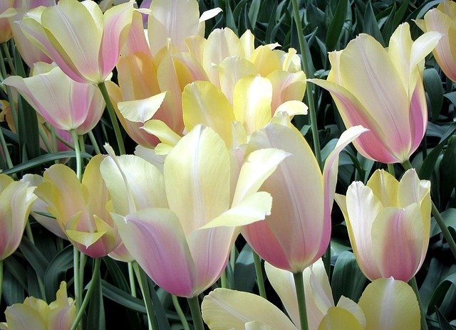 荷兰Search Year衔接高技术移民：周期时效误区解析与正确时间规划