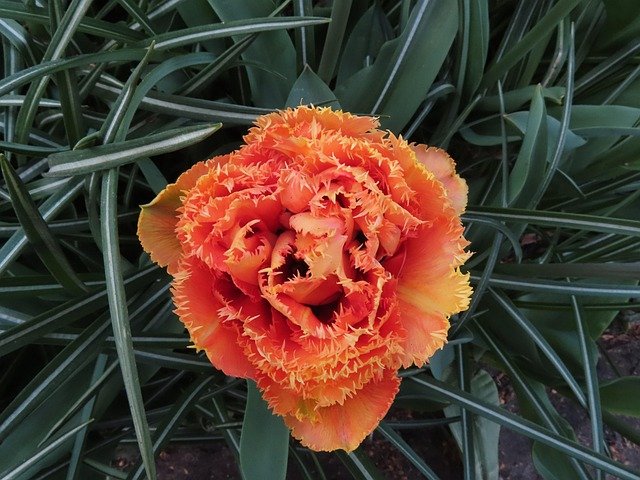 荷兰投资移民与创业签证申请：6条核心加分建议，精准匹配审批偏好