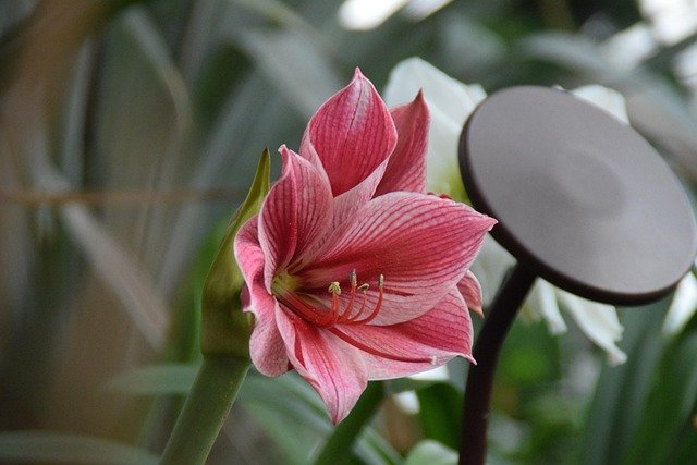 新加坡EP与PR申请最新政策：4个关键时间节点及合规要点