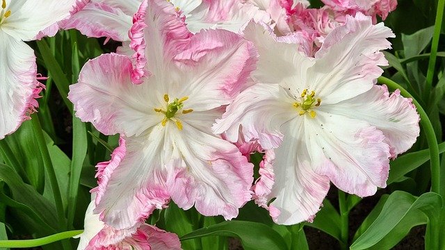 荷兰高技术移民与永居：材料清单里藏着的3类隐性补料成本