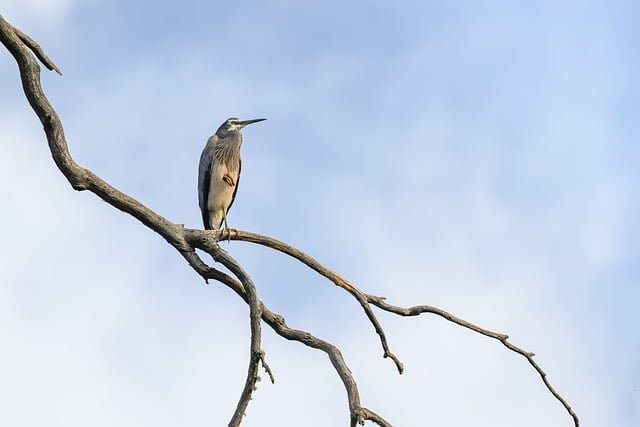 澳大利亚485工签衔接州担保移民:材料准备的利弊分析与补料应对策略