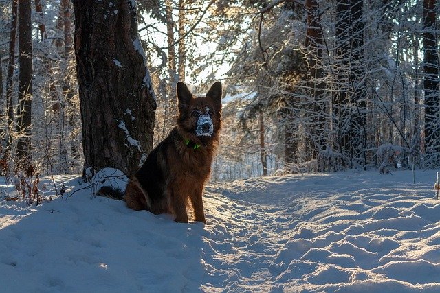 德国ICT内部调动转蓝卡，要不要提前准备这些费用预算？