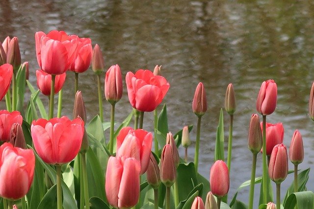 荷兰投资移民与创业签证费用构成实操手册：从申请到居留的全周期成本拆解