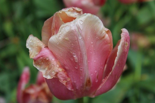 荷兰家庭团聚区域与项目选择指南：技术职场人避坑与适配要点