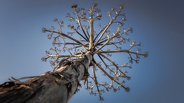 葡萄牙D2企业家与黄金签证创业选项办理流程：6个必问核心问题