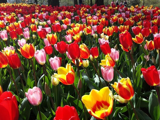 荷兰高技术移民与永居的税务优惠及成本构成有哪些关键细节？