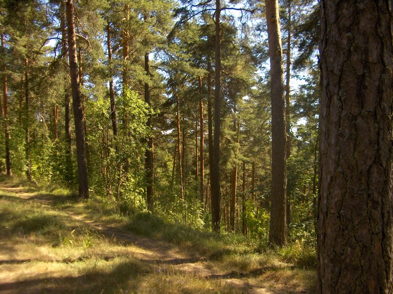 如何选择芬兰创业移民路径？自雇居留与创新签证对比解析