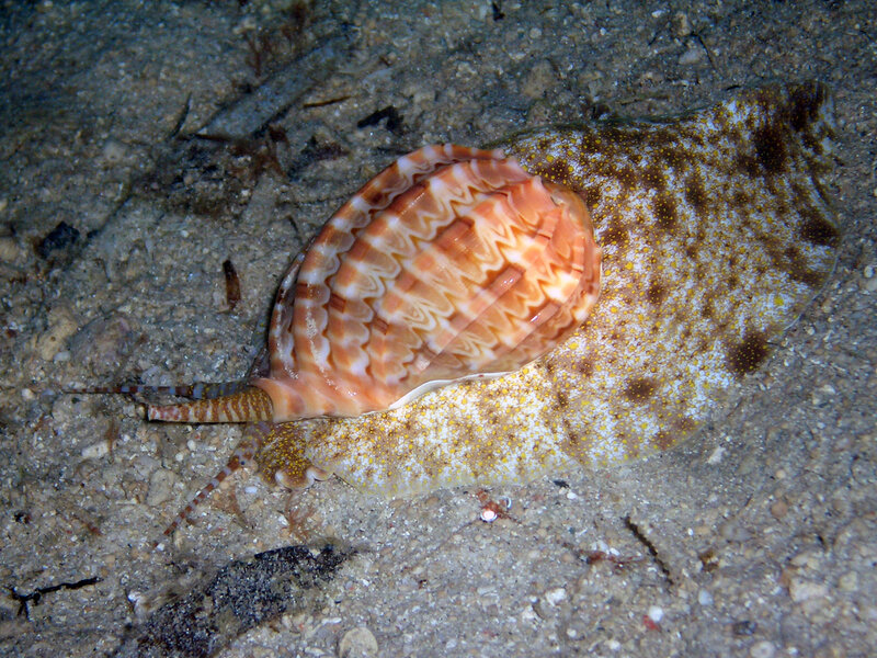 雷克雅未克技术移民全攻略：工作签证申请条件、流程及永居路径解析